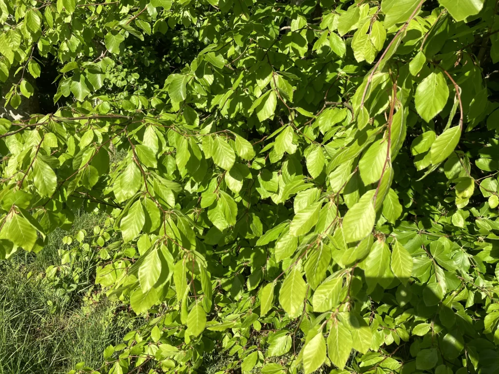 Bøgegrene i Draved Skov — naturen omkring kiropraktorklinikken i Løgumkloster