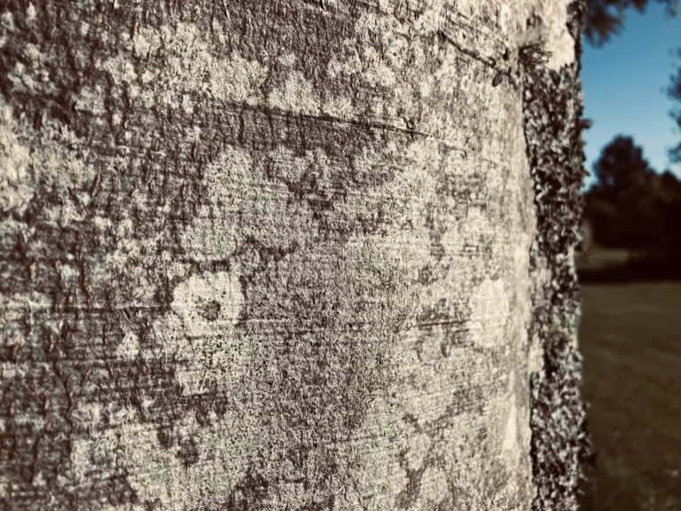 Alder og styrke — leve godt med artrose og knogleskørhed. Kiropraktor i Løgumkloster.