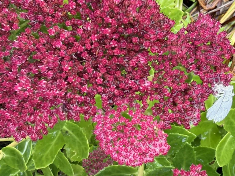 Nærbillede af lyserød stenurt i fuld blomst med en lille hvid fjer, have i Tønder Kommune